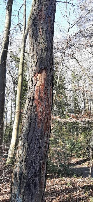 Schäden an den Bäumen